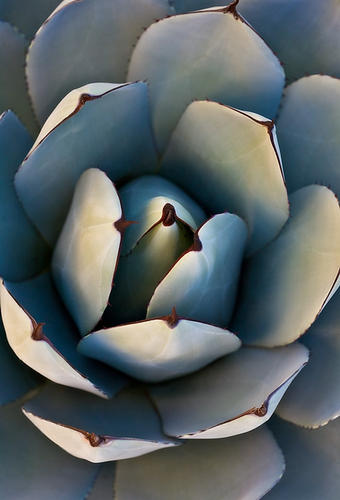 AGAVE PARRYI - Parry's Agave, No. 2