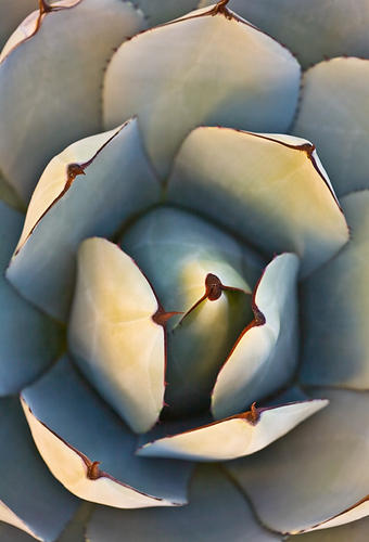 Sunlit Agave  No. 1