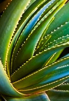 Rainbow Agave, No. 2