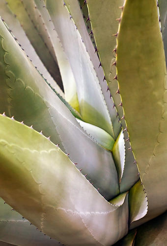 Intimate Agave, No. 2