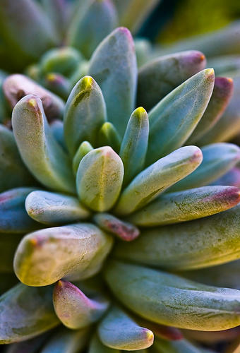 Succulent No. 1