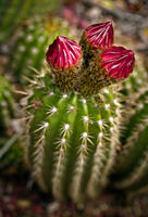 Cactus Blossom, No. 2