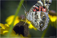 PAINTED LADY BUTTERFLY, No. 1