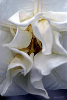 DATURA INOXIA, Angel's Trumpet, Double White, No. 1