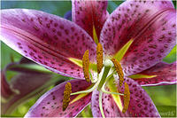 STARGAZER LILY, No. 1