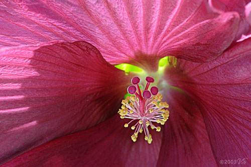 HIBISCUS MOSCHEUTOS, Ruby Rose Mallow, No. 3