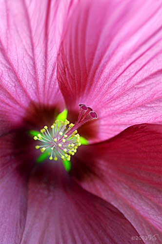 HIBISCUS MOSCHEUTOS, Ruby Rose Mallow, No. 1