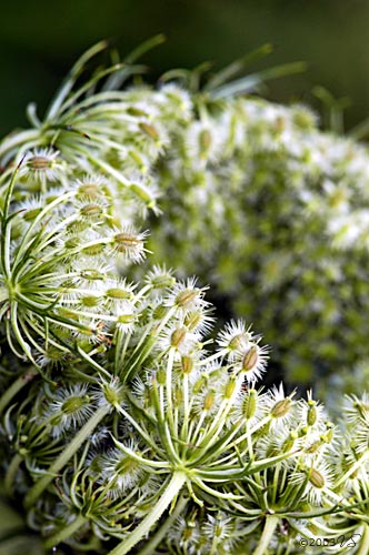 DAUCUS CAROTA, Queen Anne's Lace, No. 2