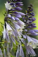 HOSTA FLOWERS, No. 1