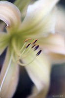 HEMEROCALLIS, Daylily, No. 2